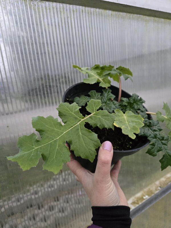 20251219_153325 Akant miękki mollis, bylina