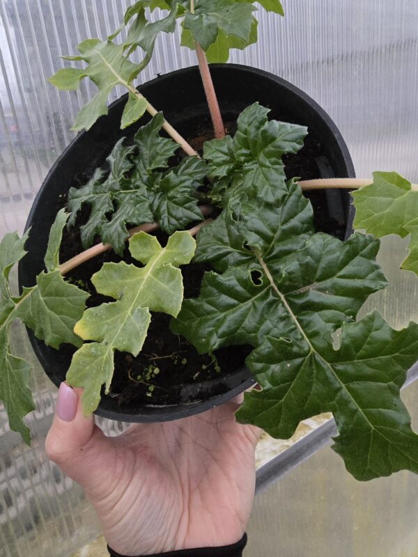 20251219_153328 Akant miękki mollis, bylina