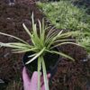 Liriope muscari Big Blue, 1,5L, bylina