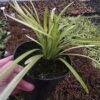 Liriope muscari Big Blue, 1,5L, bylina
