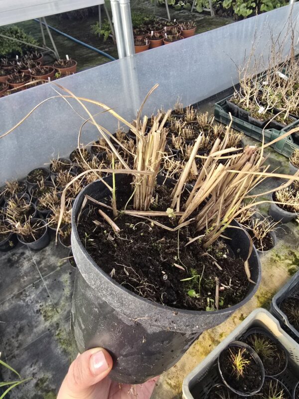 Miskant, Red Chief' 2L