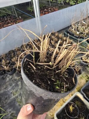 Miskant, Red Chief' 2L