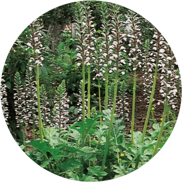 Akant-mollis Akant miękki mollis, bylina