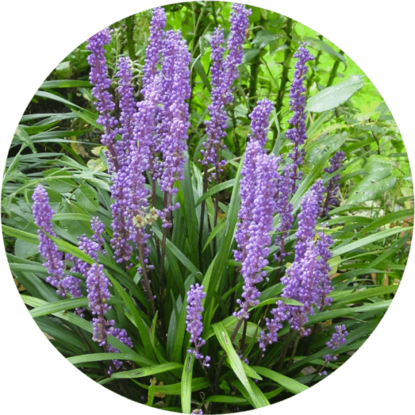 Liriope muscari Big Blue, 1,5L, bylina