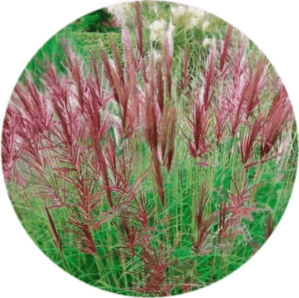 Miskant, Red Chief' 2L