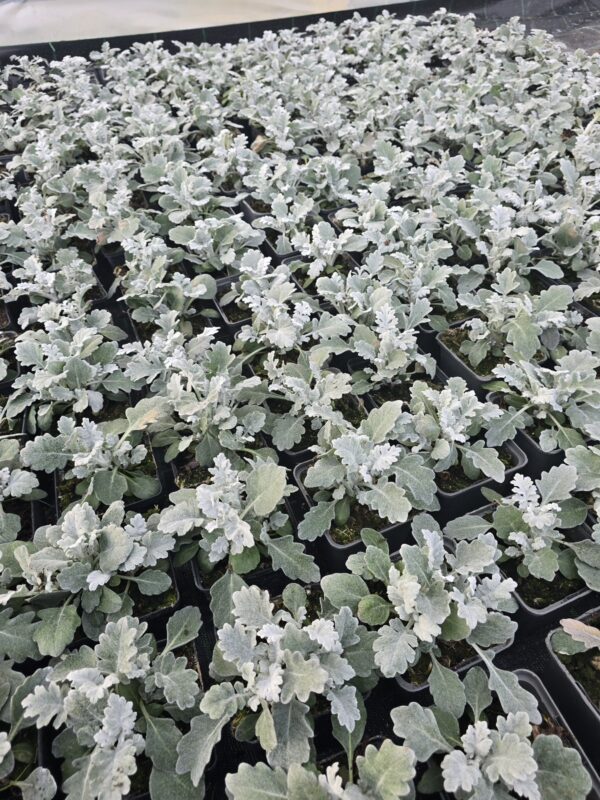 20260211_152231 Starzec popielaty