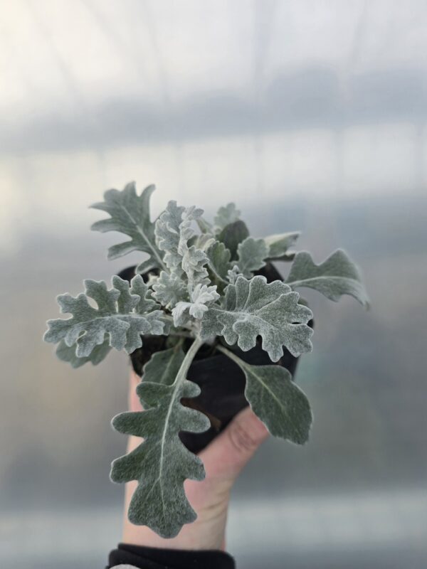 20260211_152240 Starzec popielaty