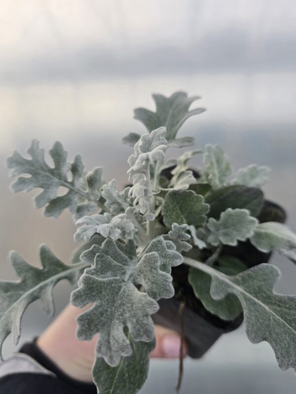 20260211_152244 Starzec popielaty