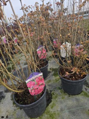 Azalia japońska Kristin 2L