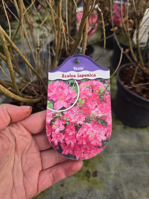 Azalia japońska Kristin 2L
