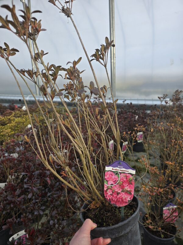 Azalia japońska Kristin 2L