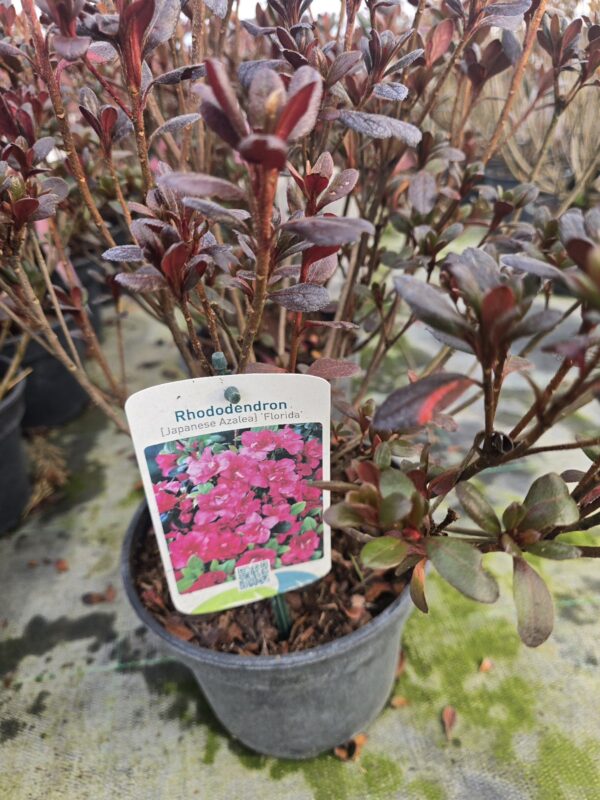 Azalia japońska 'Florida' 2L
