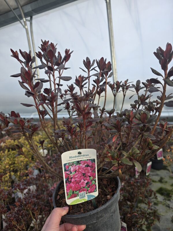 Azalia japońska 'Florida' 2L