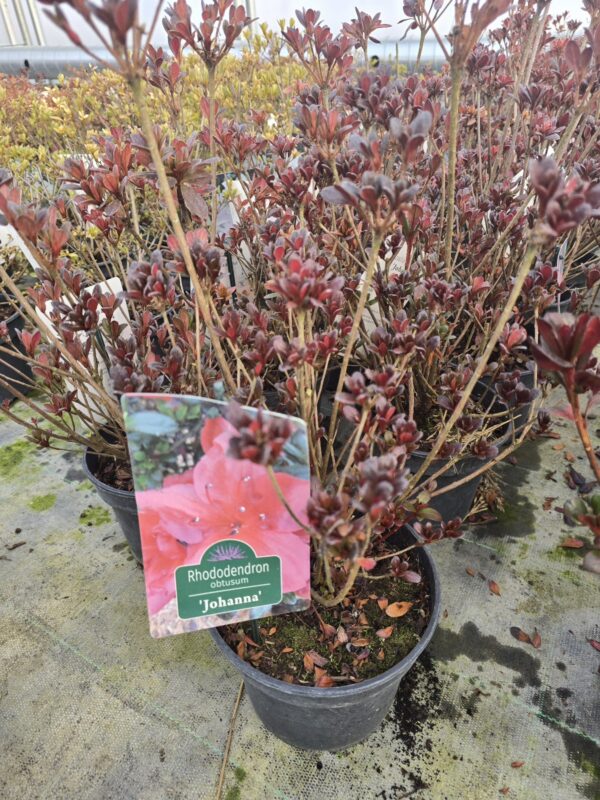 Azalia japońska 'Johanna',2L