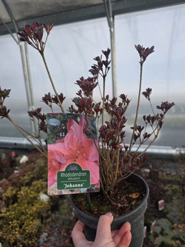 Azalia japońska 'Johanna',2L