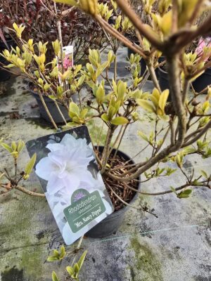 Azalia japońska Mrs. Nancy Dippel 2L