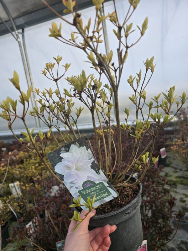 Azalia japońska Mrs. Nancy Dippel 2L