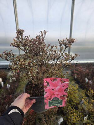 Azalia japońska Silver Sword