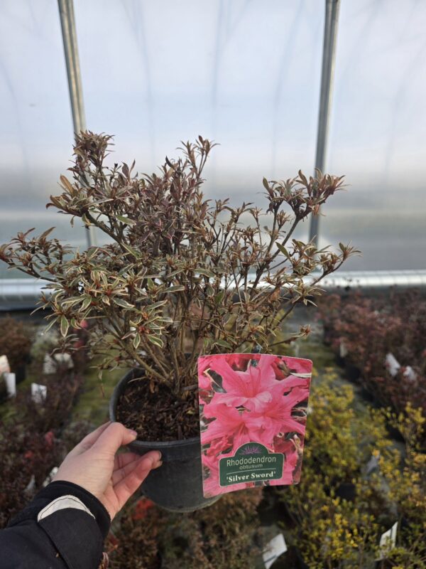 Azalia japońska Silver Sword