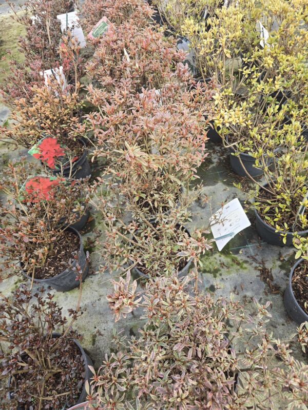 Azalia japońska Silver Sword