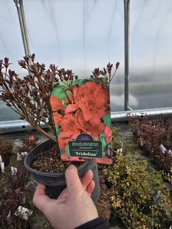 Azalia japońska Fridoline 2L