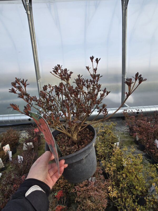 Azalia japońska Fridoline 2L