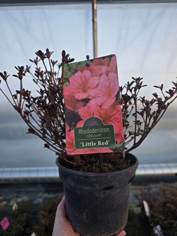 Azalia japońska Little Red