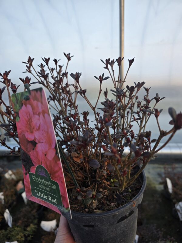 Azalia japońska Little Red
