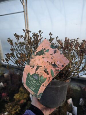 Azalia japońska Lidia 2L