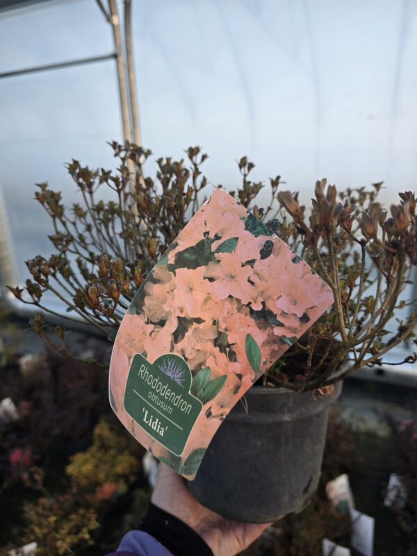 Azalia japońska Lidia 2L