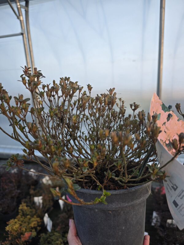 Azalia japońska Lidia 2L