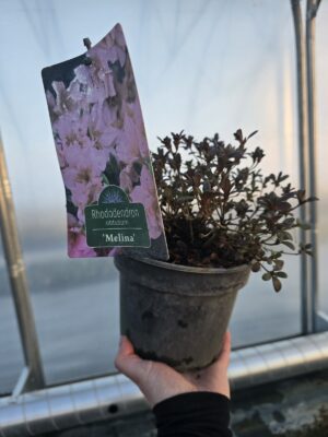 Azalia japońska Melina 2L