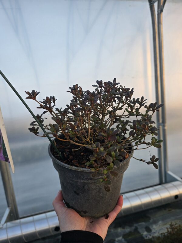 Azalia japońska Melina 2L