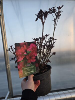 Azalia japońska Maruschka 2L