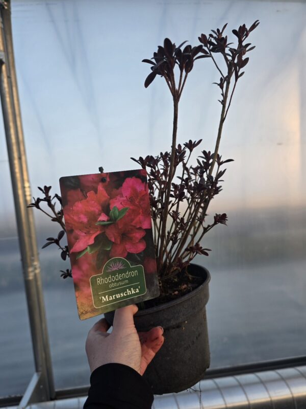 Azalia japońska Maruschka 2L