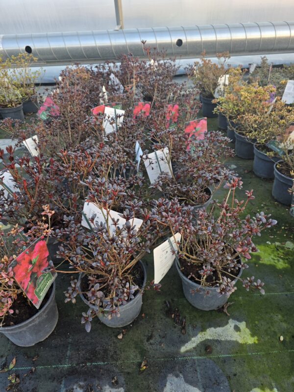 Azalia japońska Maruschka 2L