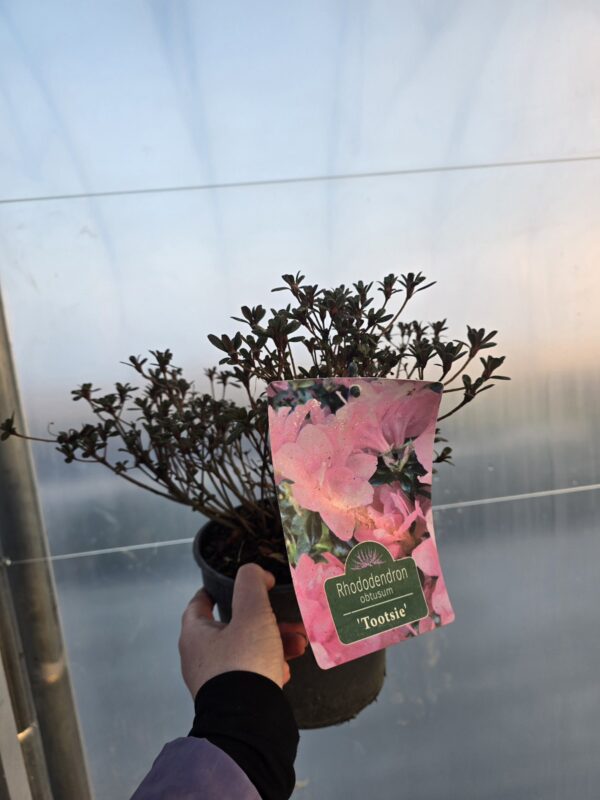 Azalia japońska Tootsie 2L