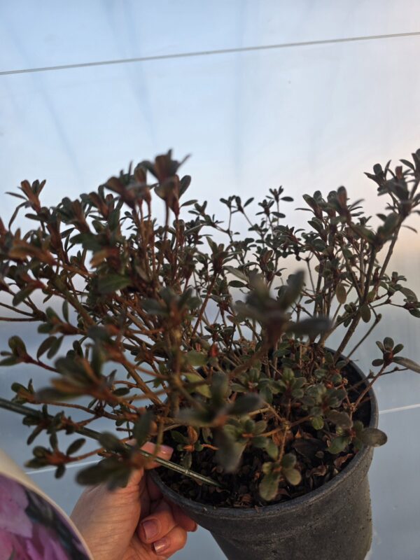 Azalia japońska Tootsie 2L