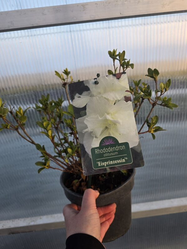 Azalia japońska Eisprinzessin 2L