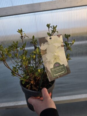 Azalia japońska Eisprinzessin 2L