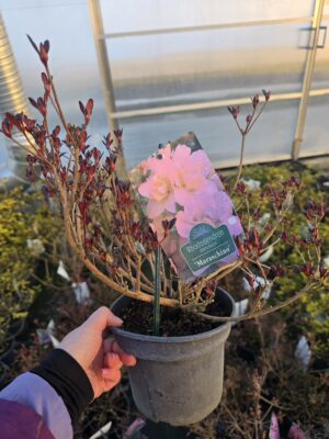 Azalia japońska Rosinetta 2L