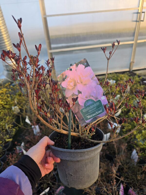 Azalia japońska Maraschino 2L