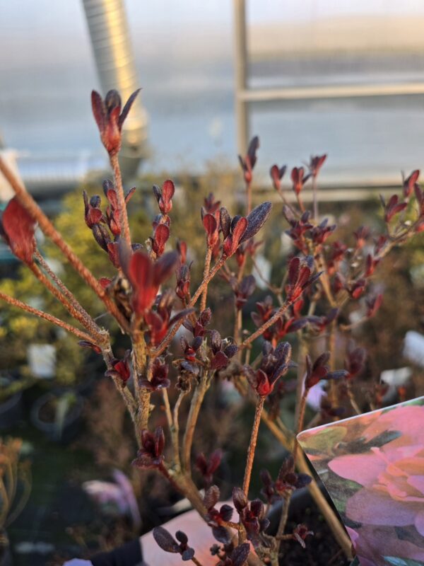 Azalia japońska Rosinetta 2L