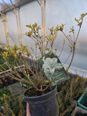 Azalia japońska Mary Helen 2L