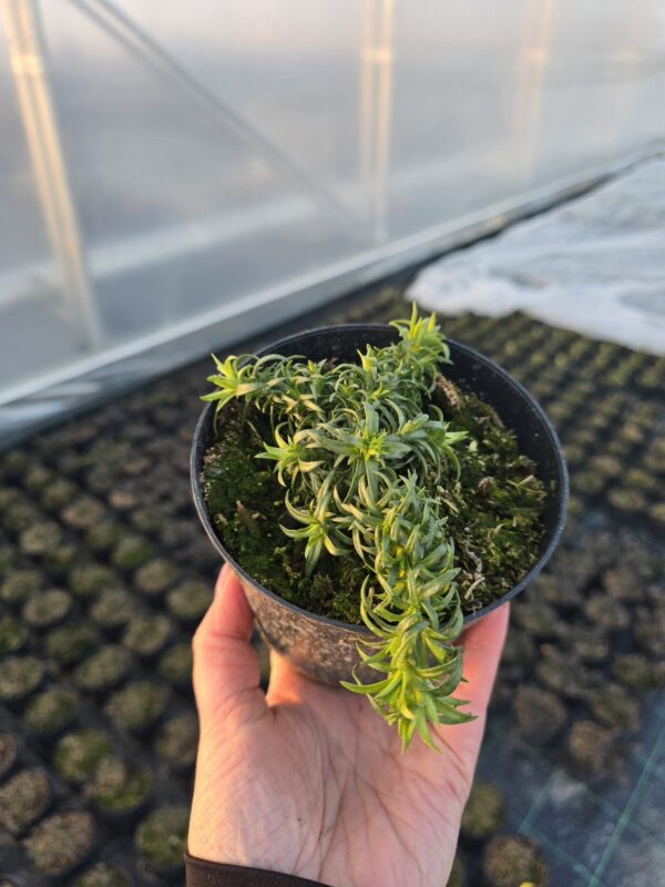 Floks szydlasty Spring White