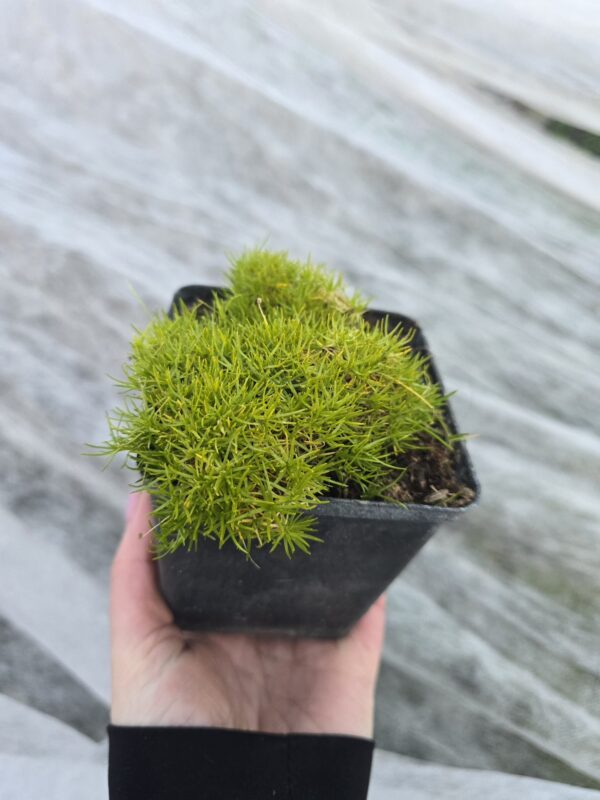 Karmnik oscisty zielony