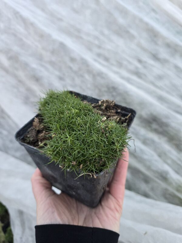 Karmnik oscisty zielony