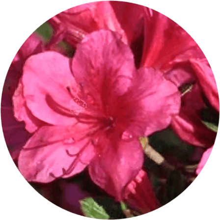 Azalia japońska Tootsie 2L