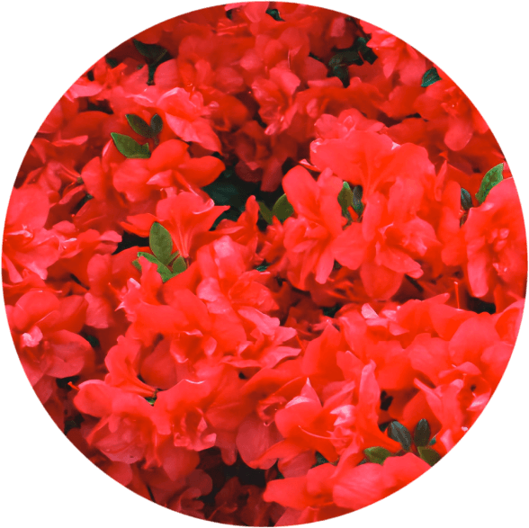 Azalia japońska Maraschino 2L