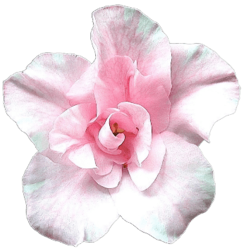 Azalia japońska Mrs. Nancy Dippel 2L